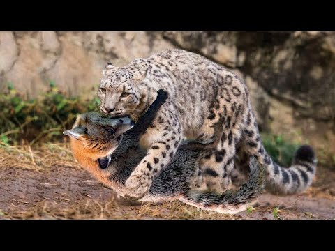 Снежный Барс атаковал Лису! Случаи с дикими Животными дикого мира.