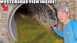 I Found a Hidden Tunnel INFESTED with Mysterious Fish! by Bass fishing Productions 1,441,054 views 8 months ago 30 minutes