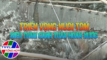 Nông nghiệp bền vững: Triển vọng nuôi tôm siêu thâm canh tuần hoàn