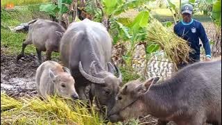 MASAALLOH !! LUAR BISA INDAH MELIHAT SUASANA  PEMANDANGAN ALAM DI PASAWAHAN
