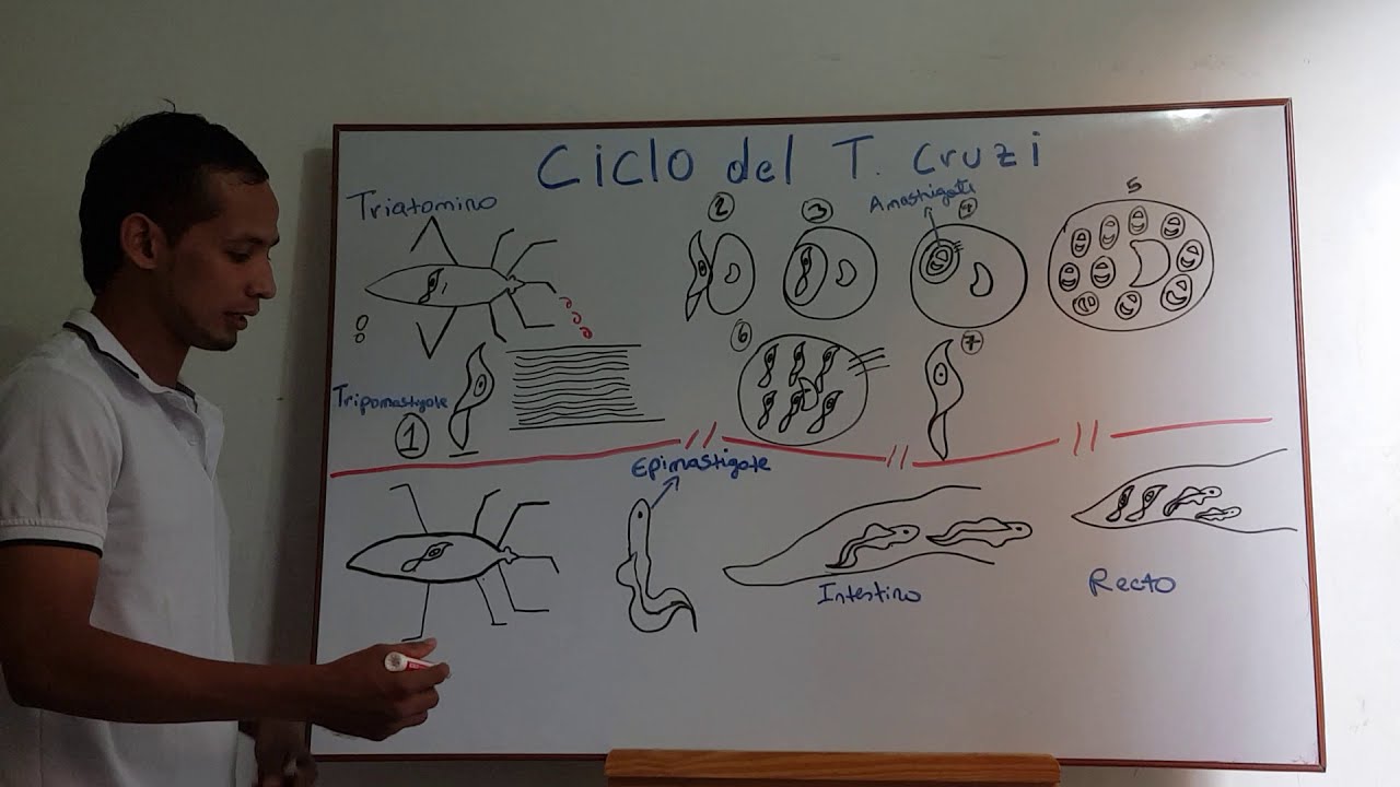 ciclo de vida del Trypanosoma cruzi YouTube ciclo de vida del Trypanosoma cruzi YouTube