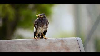 birds videography by Tamron 18-300 morning shots