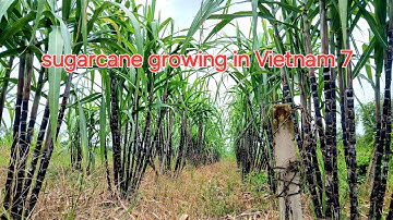  Mía  tím sugarcane growing in Vietnam 7 _ đặt giống 0939.811.863. 