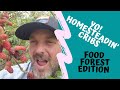 Tour of our 8 Year Old Hawaiian Permaculture Food Forest on Half Acre
