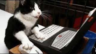 Funny cat on computer