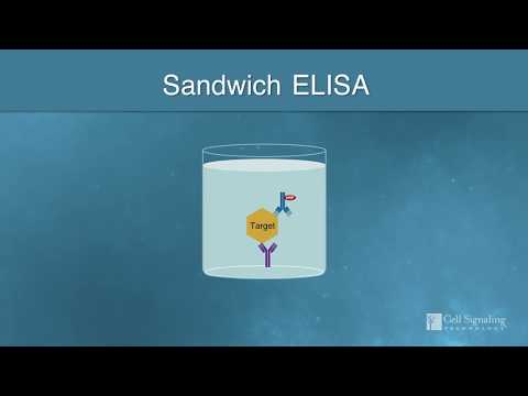 Reliable Results with Optimized ELISA