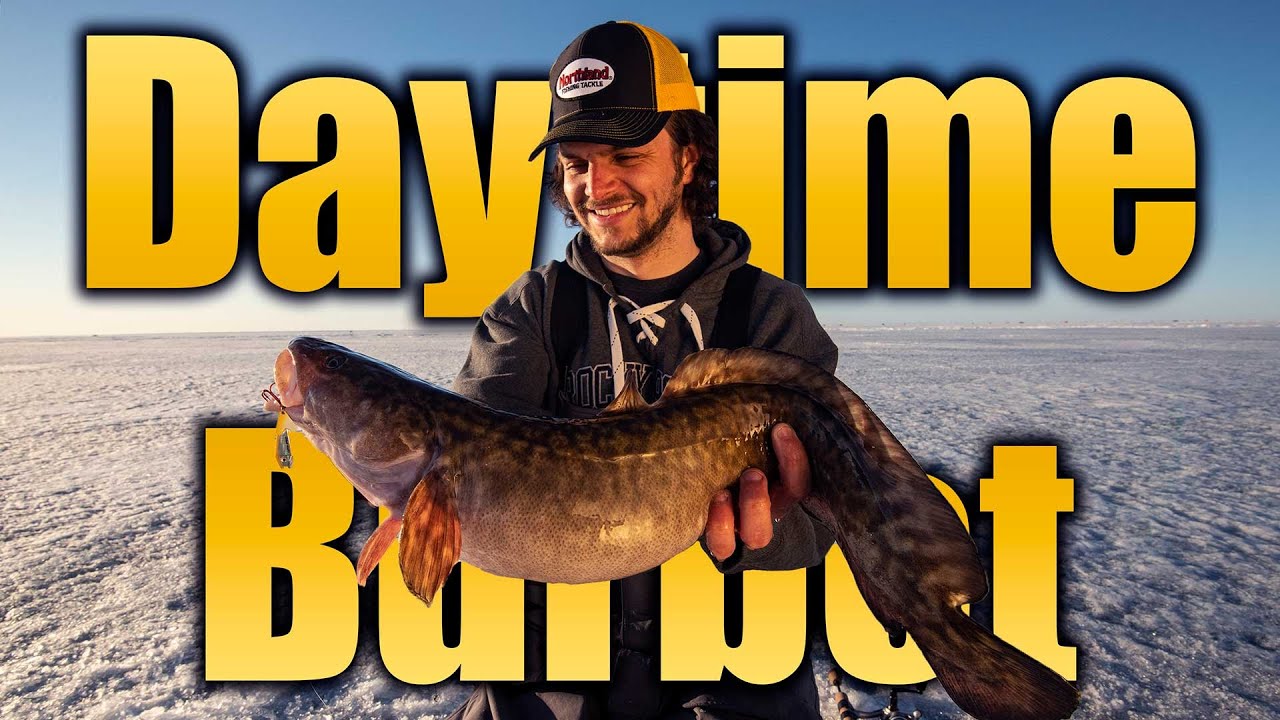 Daytime Burbot