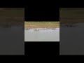 The Lake of Bird