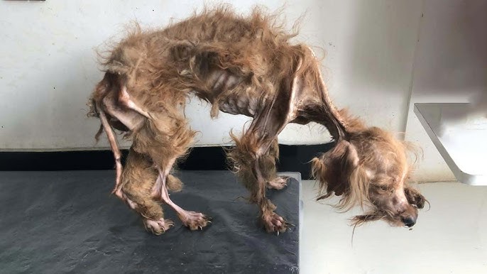 He was abandoned, starving, and weak—just skin and bones, with eyes full of  fear and despair. - YouTube