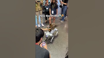 When a #dog sees a #robot vs. when a #cat sees a robot 🤖🐶🐱 #robots #robotics #unitree