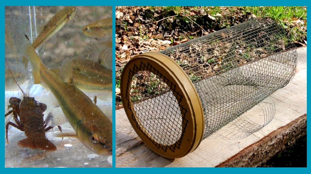 Troubleshooting & making a minnow trap 