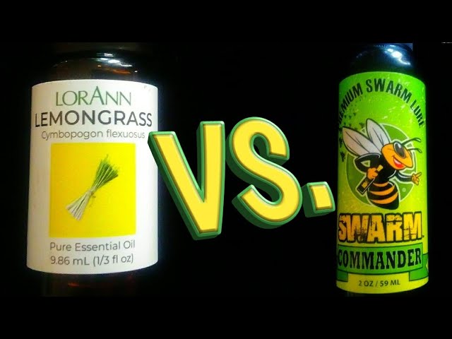 Swarm Commander VS. Lemongrass Oil Experiment (Update) #beekeeping #swarms  #honeybees 