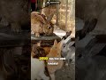 Inilah Keuntungan Yang Bolo Dapat Jika Memulai Beternak Kelinci. Simak sampai habis! #ilmuternak