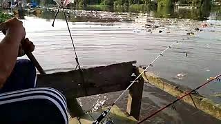 Pencemaran Sungai - sungai siak, kota pekanbaru screenshot 5