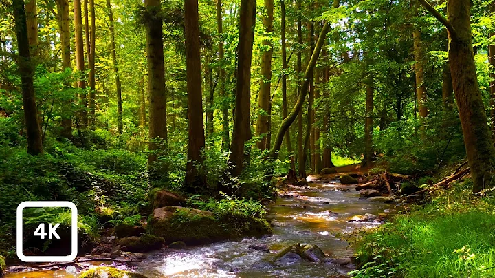 Gentle Woodland Stream and Birdsong | Relaxing Forest Nature Sounds for Focus & Calm thumbnail
