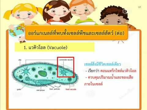 โครงสร้างและหน้าที่ของเซลล์----ระดับชั้นมัธยมศึกษาปีที่ 1