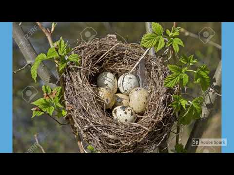 ვიდეო: როგორ დავხატოთ კვების ვებ: 11 ნაბიჯი (სურათებით)