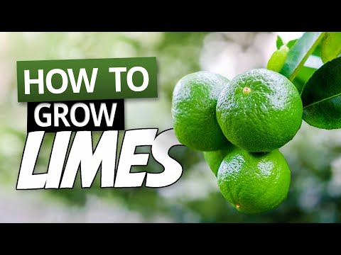 Vidéo: Lime Tree Care - Conseils pour faire pousser des tilleuls