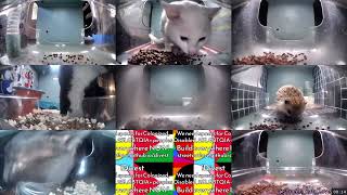 12 Hours of Hello Street Cats 😺💞 4/26/26 Pt 1