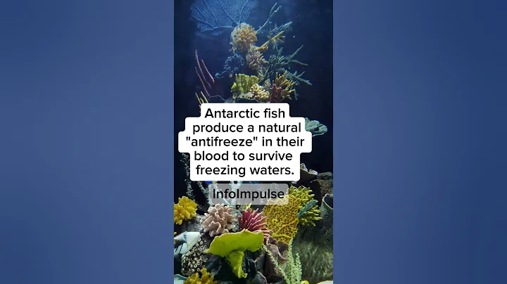 Antarctic fish 🐟#antarctica #fish #antifreeze #water #interesting #facts #natural #video #sorts