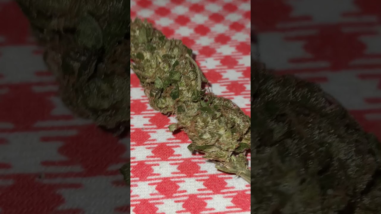 bcn critical xxl seed stocker 🐿  verano 2020