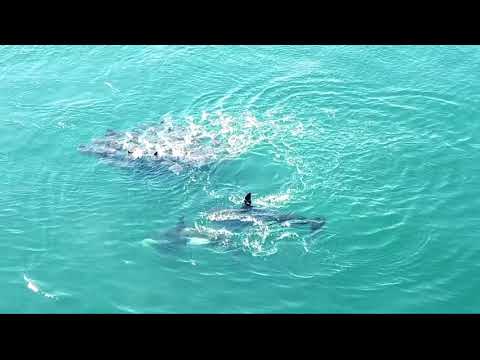 El Paraiso in Armeria Colima México and Killer Whales (ballenas) hunting stingrays