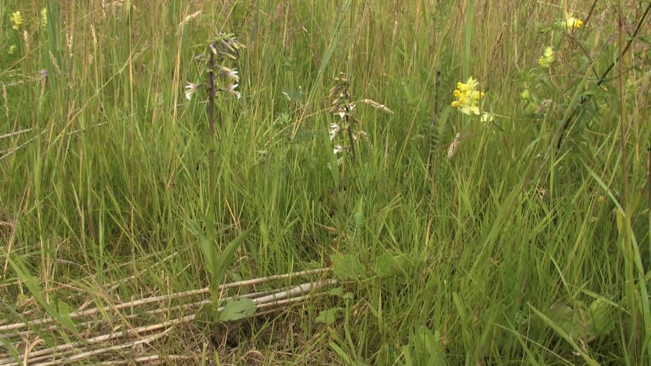 A marsh helleborine between other plants 🔴