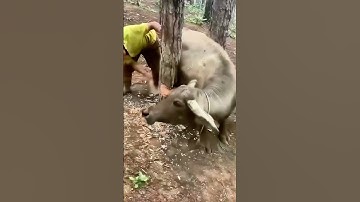 Buffalo Stuck Between Two Trees! Villagers Rush to Rescue