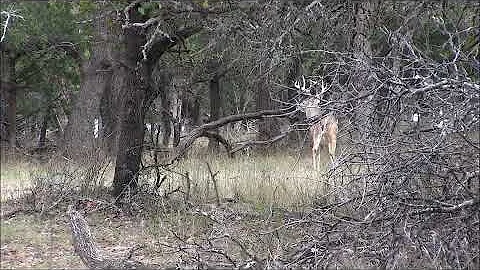 Airgun Whitetail Deer Hunt