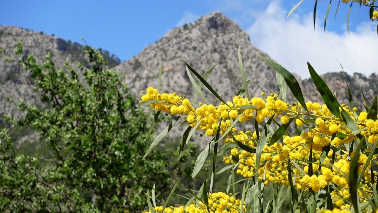 First Time to Mallorca Climbing Guide