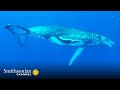 Humpback Whale Communication and Behavior
