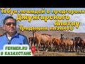 Табун казахских лошадей породы жабы в предгорьях Джунгарского Алатау. Комментирует Бауржан Оспанов