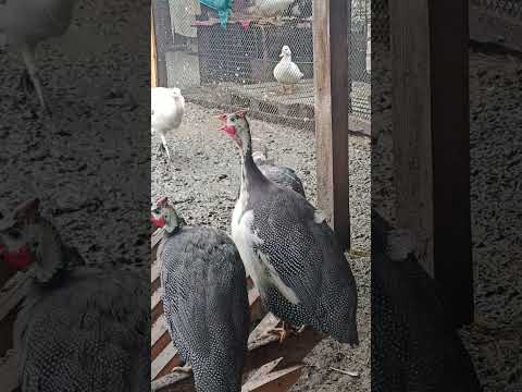 как кричат цесарки#shorts