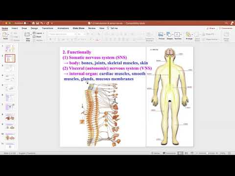 Nervous System (Spinal Nerve) ระบบเส้นประสาท(ไขสันหลัง) | สรุปข้อมูลโดยละเอียดที่สุดเกี่ยวกับภาพ ระบบ ประสาท