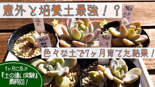 【多肉植物】意外にも培養土最強！？土の違いでこんなにも成長に差が出ました！