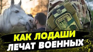 Лошади ИСЦЕЛЯЮТ военных. Как проходит восстановление героев после моральных травм?