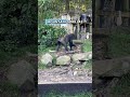 Rare Twin Gorillas Born In The Wild 🦍👶