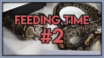 Ball Python Feeding - (Frozen Thawed) #2