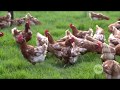 Programa de gallinas felices