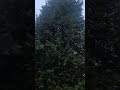 Каунас