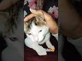 mai toh betahasha cute hu 😸 #shorts #youtubeshorts #cat #catlife #viral #yourcat #pets