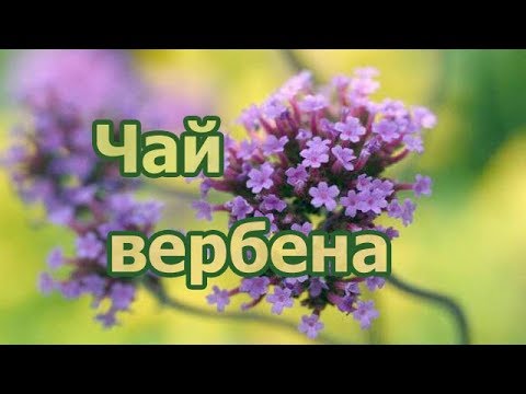 Фито-чай из травы вербена лекарственная, полезные свойства дикорастущего растения и как выглядит.