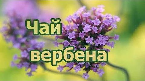 Фито-чай из травы вербена лекарственная, полезные свойства дикорастущего растения и как выглядит.