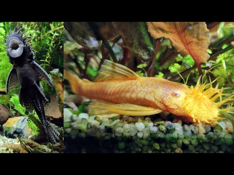 Wideo: Catfish ancistrus: opis i zdjęcie