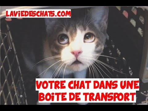 Vidéo: Remettre Votre Chat Dans La Boîte