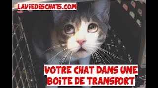 Comment Placer Un Chat En Boîte De Transport