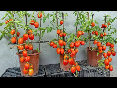 Video: Kaip auginti lukštentus pomidorus?