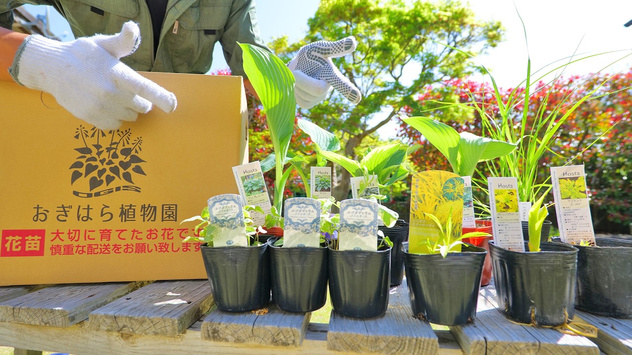 3970☘️1年管理☘️⭐️torquatus x multifidus⭐️超小輪⭐️大木 Introducing the new additions to our backyard botanical garden