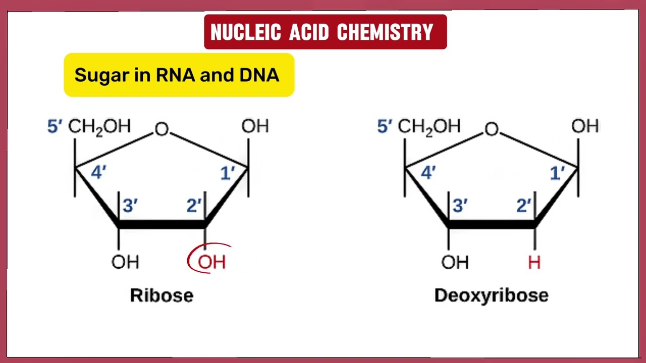 Nucleic Acids Rna And Dna Structure Biochemistry Youtube 9.1 The