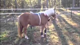 Gangnam bareback super fail